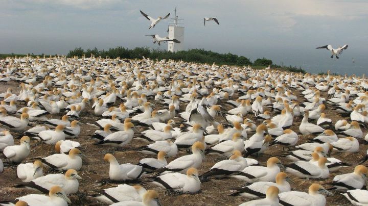 Cape Kidnappers - Gannet colony, Napier 002