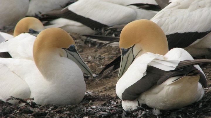 Cape Kidnappers - Gannet colony, Napier 003