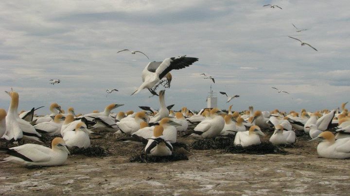 Cape Kidnappers - Gannet colony, Napier 004