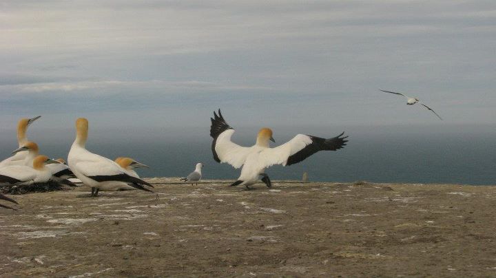 Cape Kidnappers - Gannet colony, Napier 005