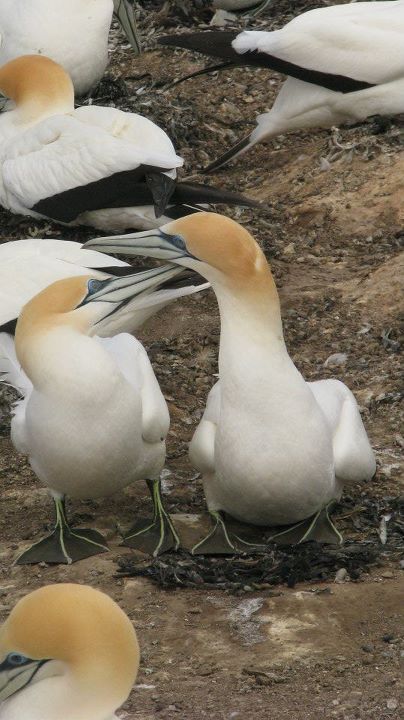 Cape Kidnappers - Gannet colony, Napier 007