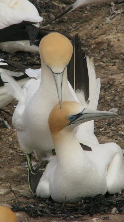 Cape Kidnappers - Gannet colony, Napier 008