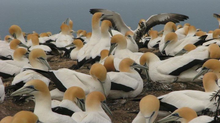 Cape Kidnappers - Gannet colony, Napier 009