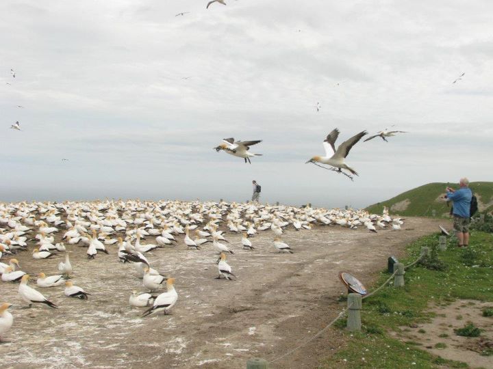 Cape Kidnappers - Gannet colony, Napier 010