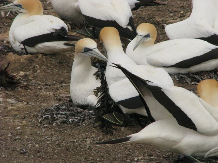 Cape Kidnappers - Gannet colony, Napier 011