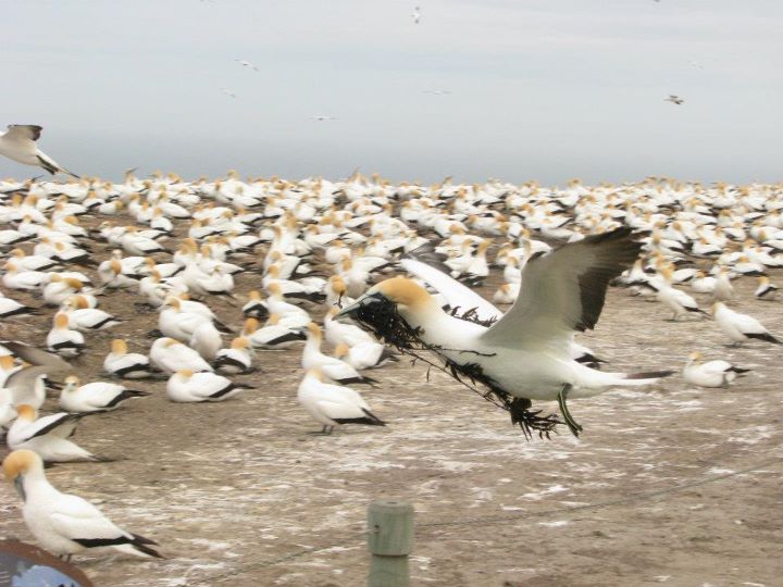 Cape Kidnappers - Gannet colony, Napier 012