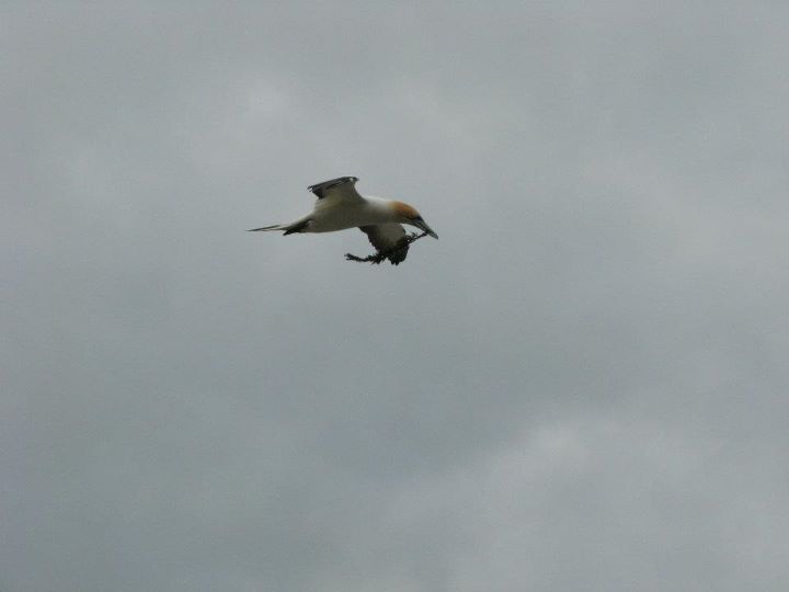 Cape Kidnappers - Gannet colony, Napier 013