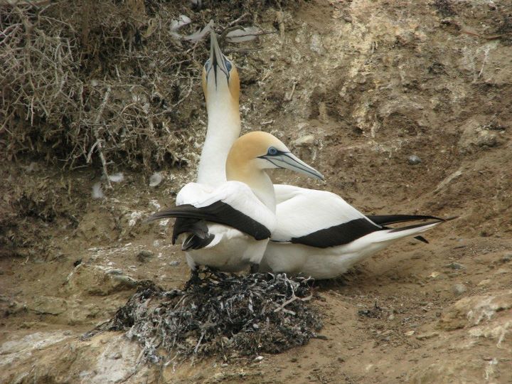 Cape Kidnappers - Gannet colony, Napier 014