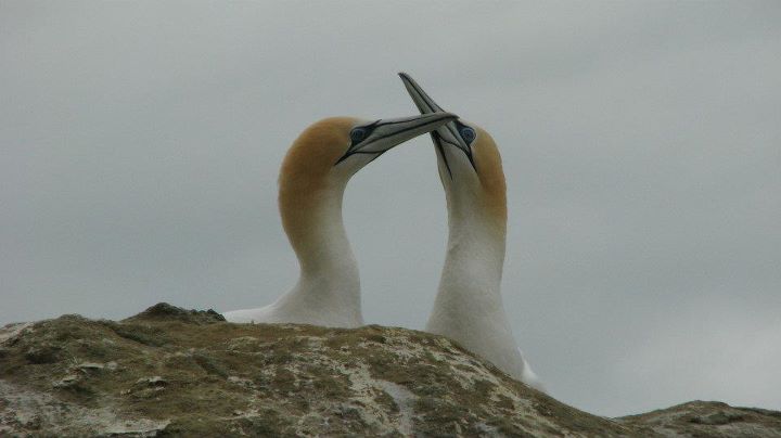 Cape Kidnappers - Gannet colony, Napier 015