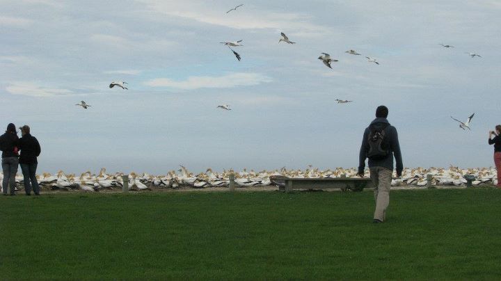 Cape Kidnappers - Gannet colony, Napier 016