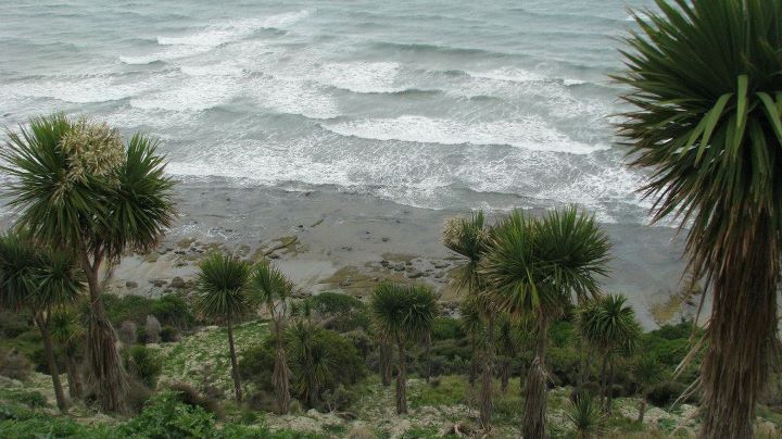 Cape Kidnappers - Gannet colony, Napier 017