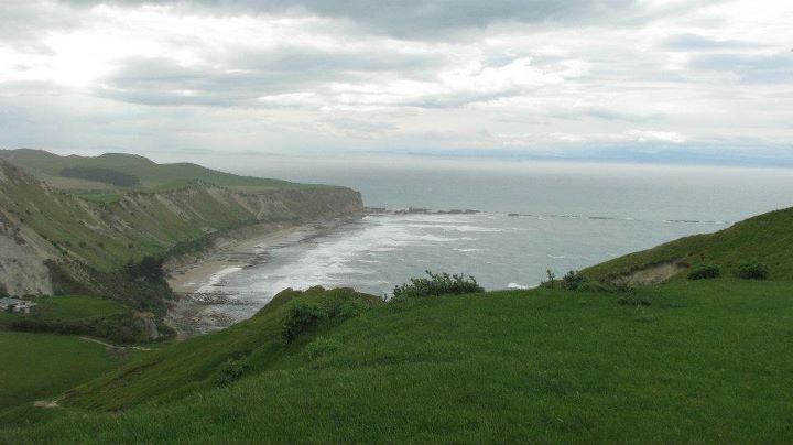 Cape Kidnappers - Gannet colony, Napier 018