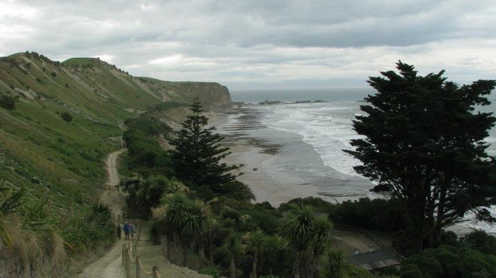 Cape Kidnappers - Gannet colony, Napier 019