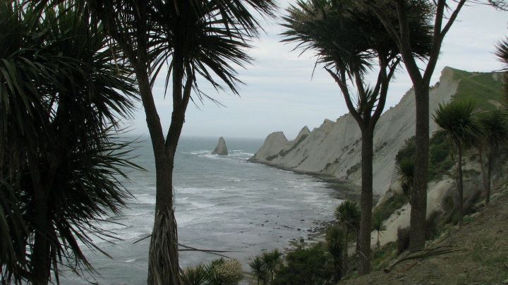 Cape Kidnappers - Gannet colony, Napier 022