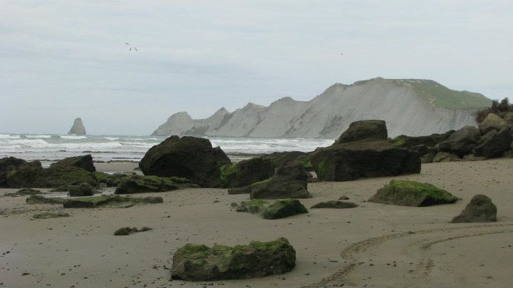 Cape Kidnappers - Gannet colony, Napier 024